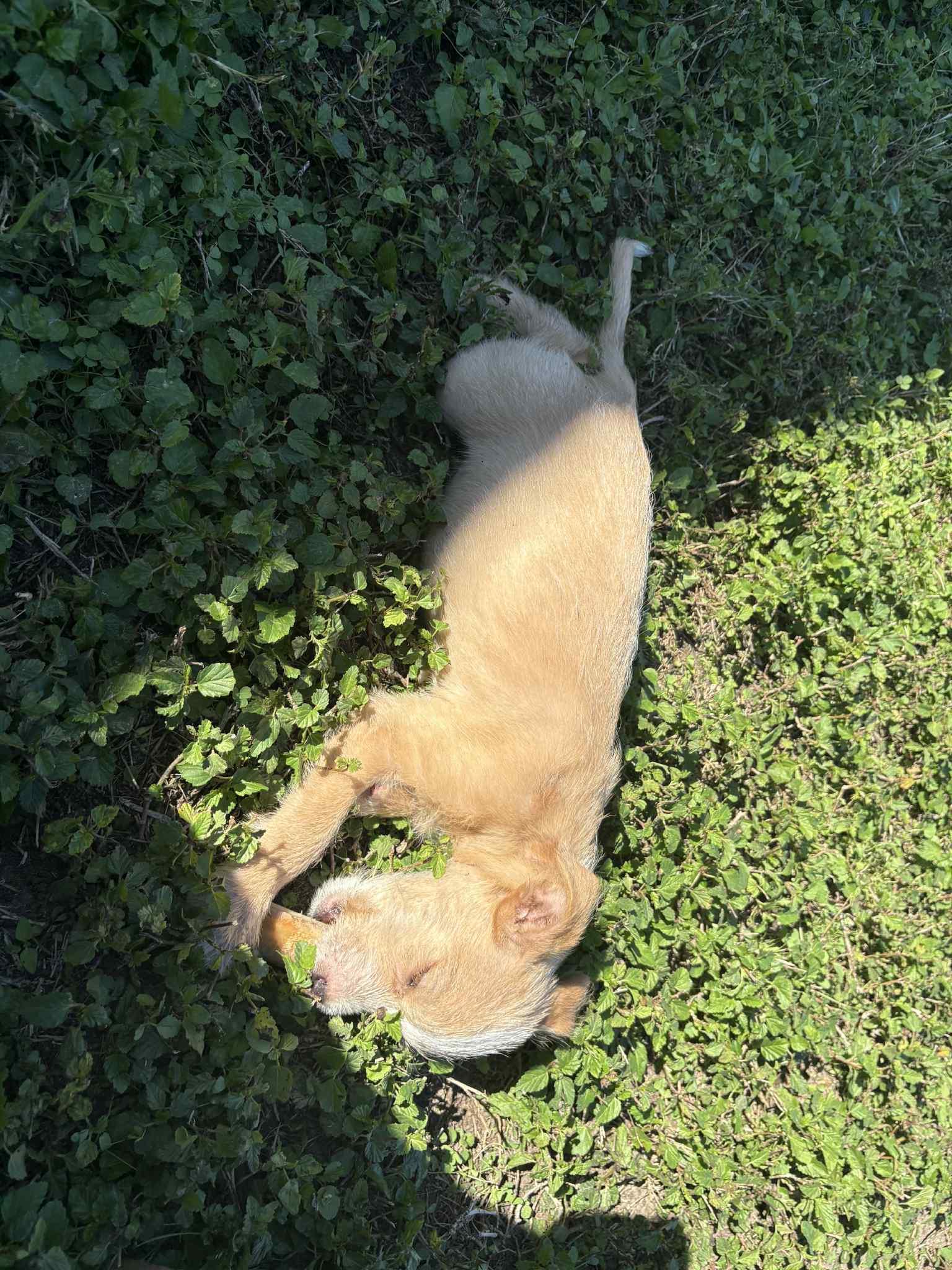 Enlarge Trish, a ADOPTABLE mixed breed in Warrenton, VA image 6/6