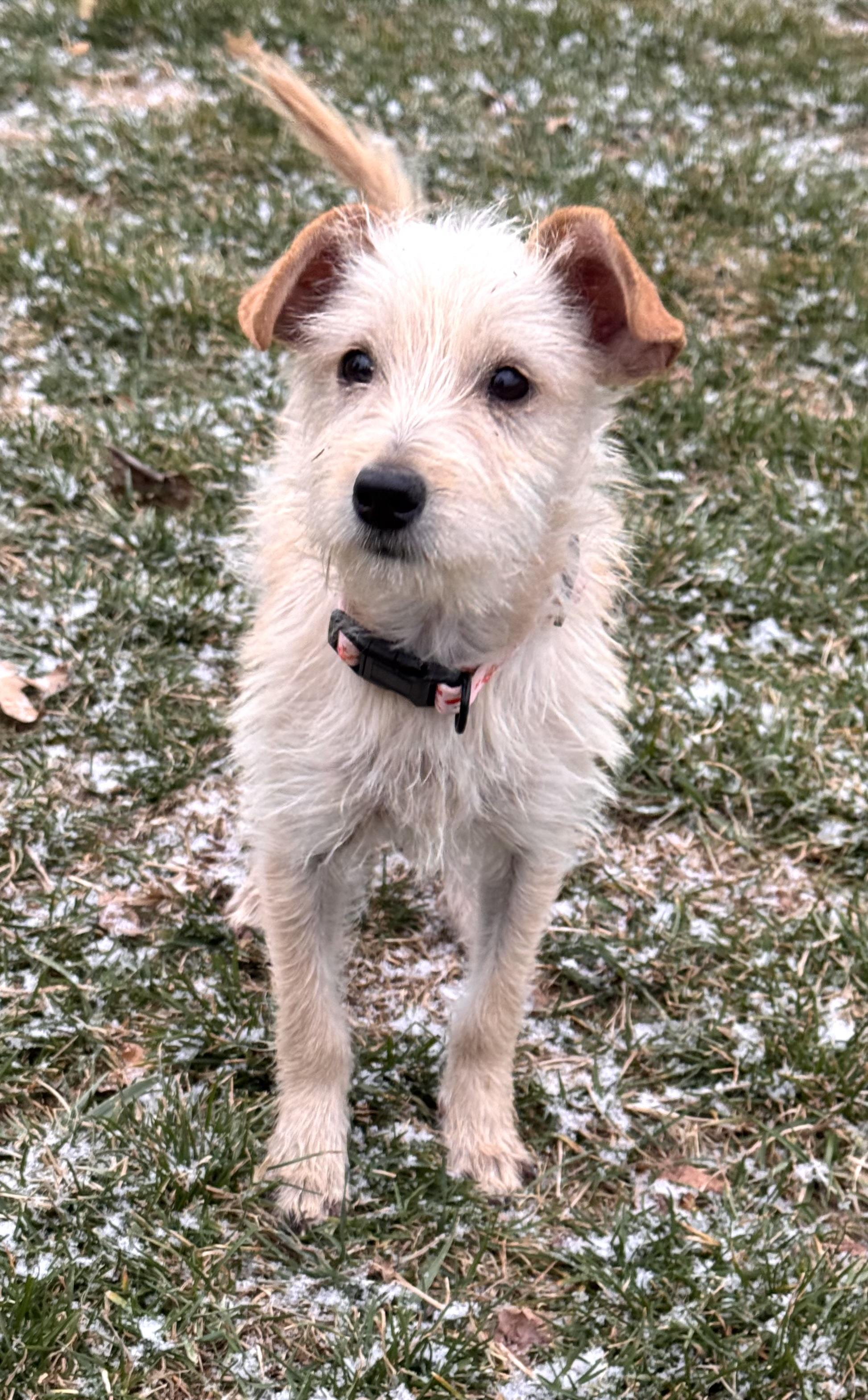 Trish, ADOPTABLE, Puppy Female Terrier.