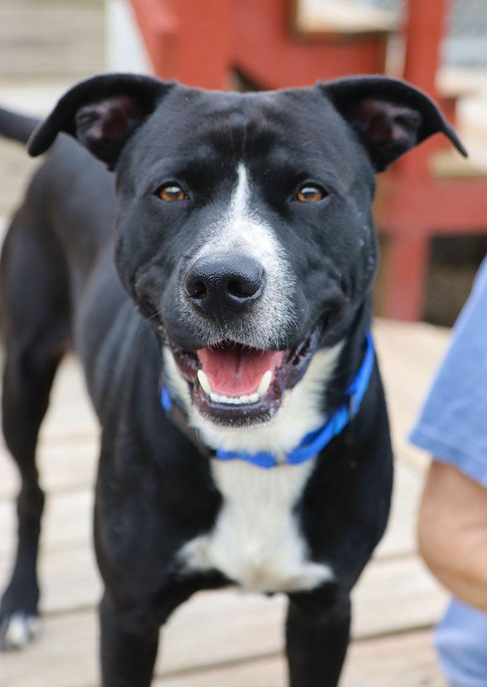 Enlarge Folklore (AO37643), a Adoptable mixed breed in Kansas City, KS image 5/6
