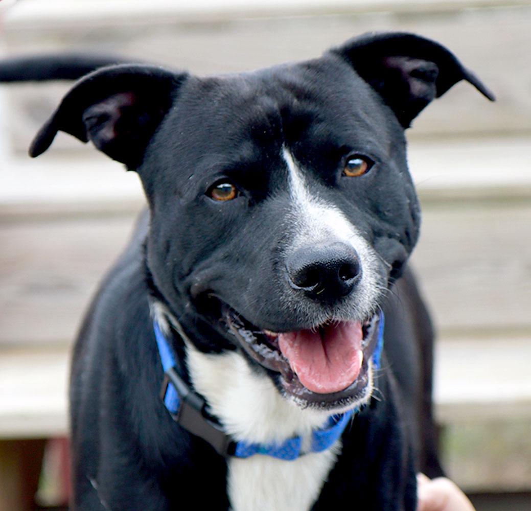 Folklore (AO37643), Adoptable, Young Male Labrador Retriever.