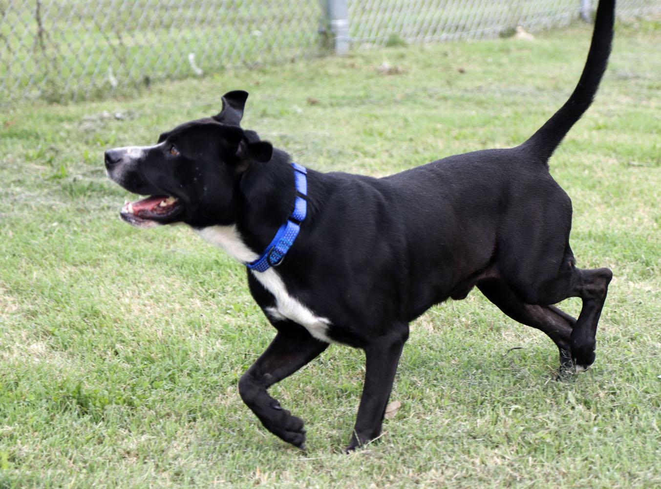 Enlarge Folklore (AO37643), a Adoptable mixed breed in Kansas City, KS image 6/6
