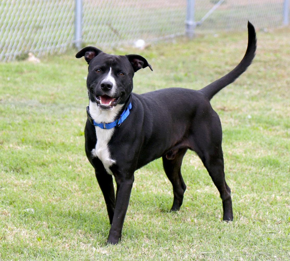 Enlarge Folklore (AO37643), a Adoptable mixed breed in Kansas City, KS image 3/6