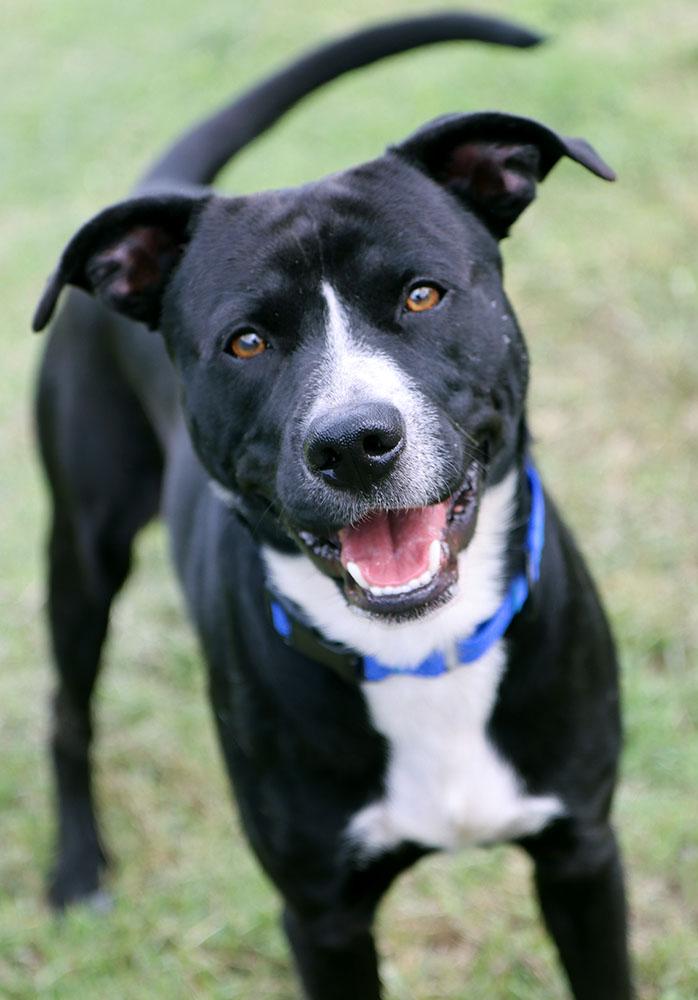 Enlarge Folklore (AO37643), a Adoptable mixed breed in Kansas City, KS image 2/6