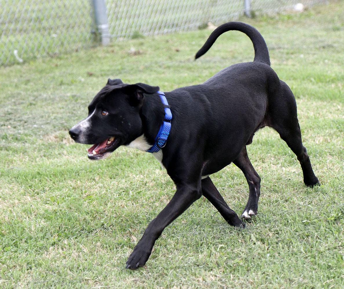 Enlarge Folklore (AO37643), a Adoptable mixed breed in Kansas City, KS image 4/6