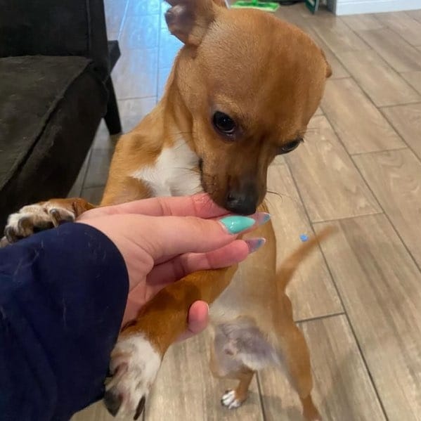 TAQUITO, Adopted, Young Male Rat Terrier & Chihuahua.