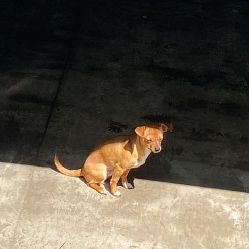 Enlarge TAQUITO, a Adopted mixed breed in Pasadena, TX image 3/6