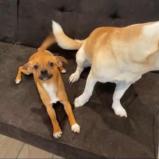 Enlarge TAQUITO, a Adopted mixed breed in Pasadena, TX image 5/6