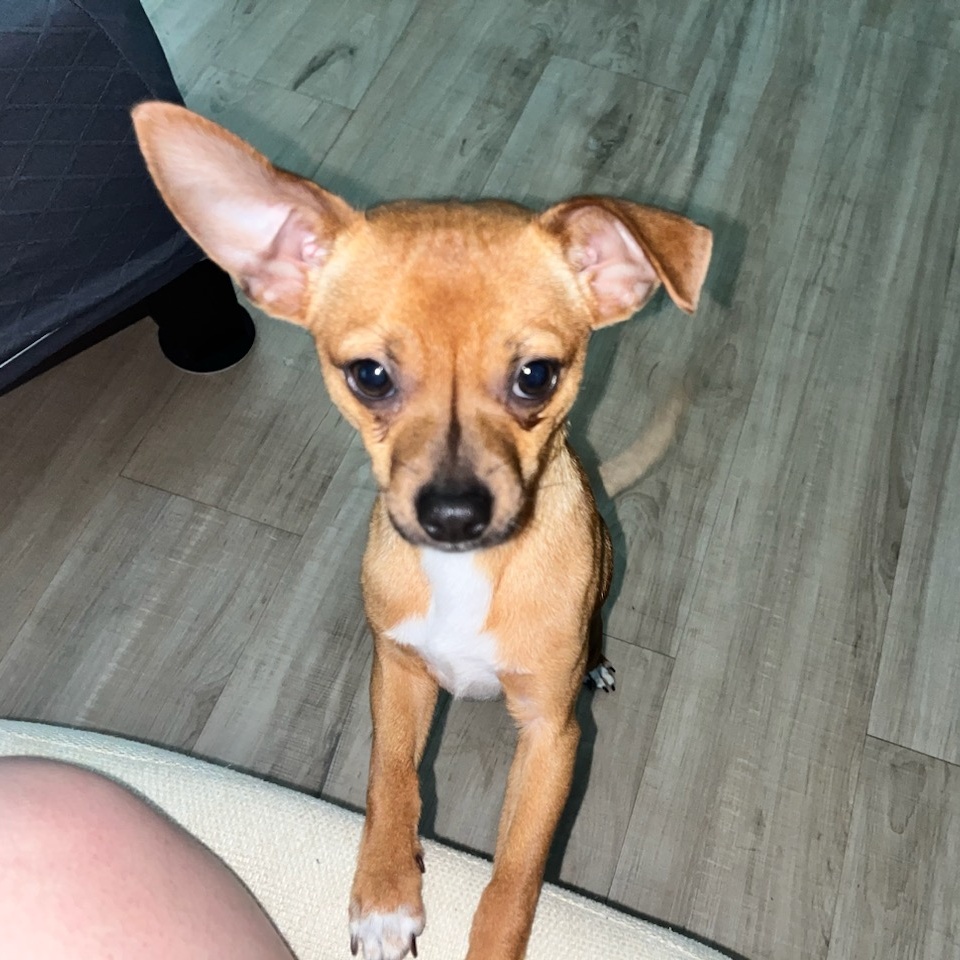 TAQUITO, Adopted, Young Male Rat Terrier & Chihuahua.