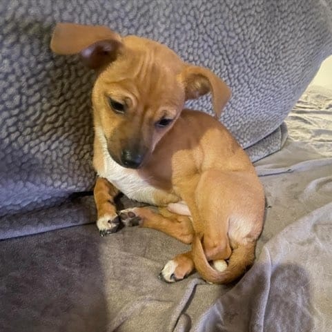 Enlarge TAQUITO, a Adopted mixed breed in Pasadena, TX image 2/6