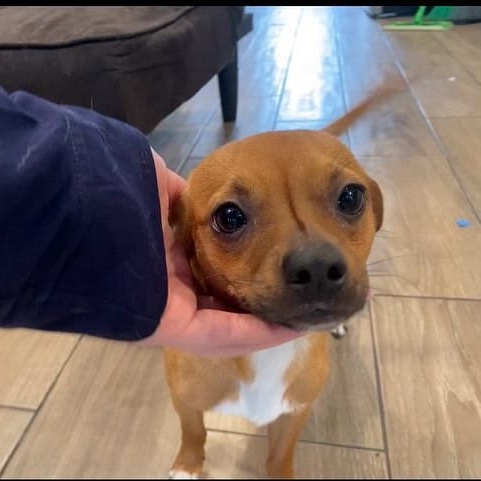 Enlarge TAQUITO, a Adopted mixed breed in Pasadena, TX image 6/6