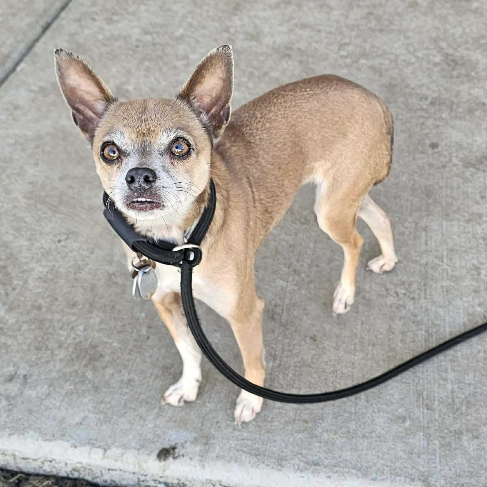 Lance & Bailey Bonded Pair, a ADOPTABLE Chihuahua in Minooka, IL image 2/6