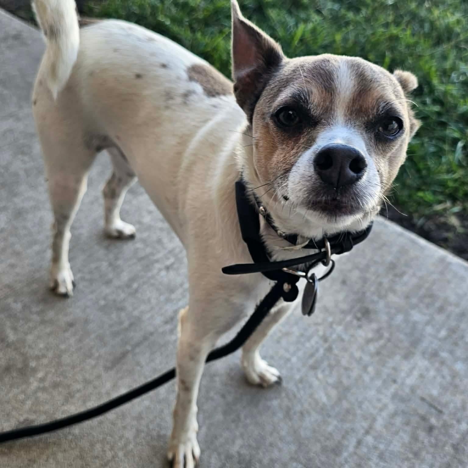 Lance & Bailey Bonded Pair, a ADOPTABLE Chihuahua in Minooka, IL image 4/6