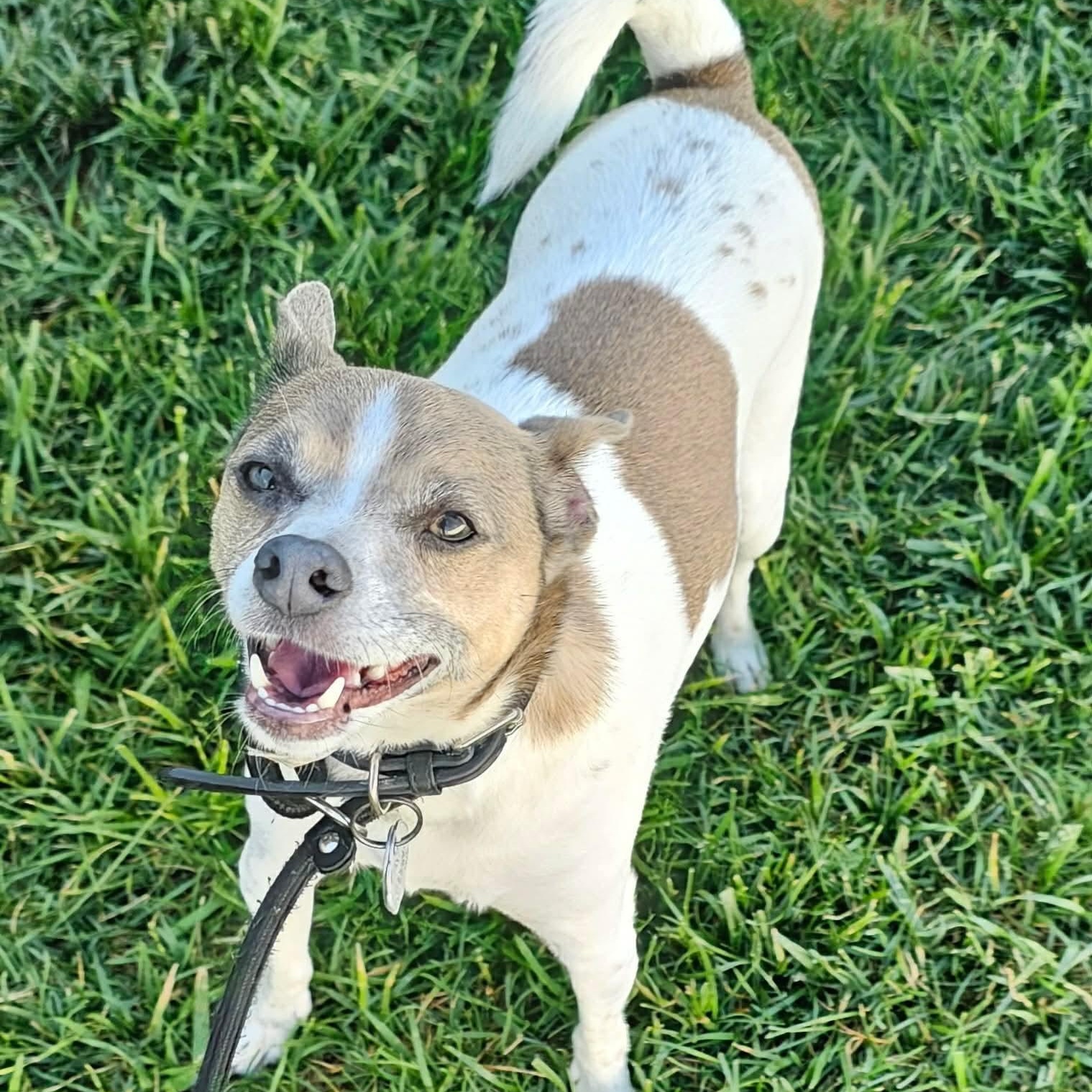Lance & Bailey Bonded Pair, a ADOPTABLE Chihuahua in Minooka, IL image 3/6
