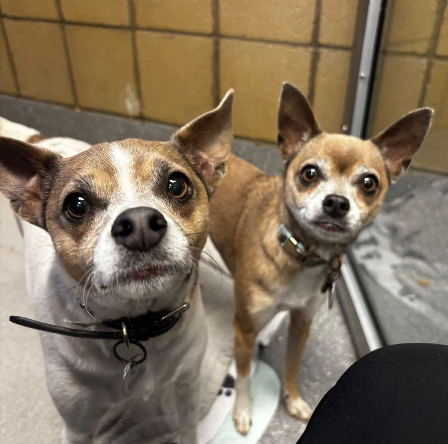 Lance & Bailey Bonded Pair, ADOPTABLE, Adult Female Chihuahua.