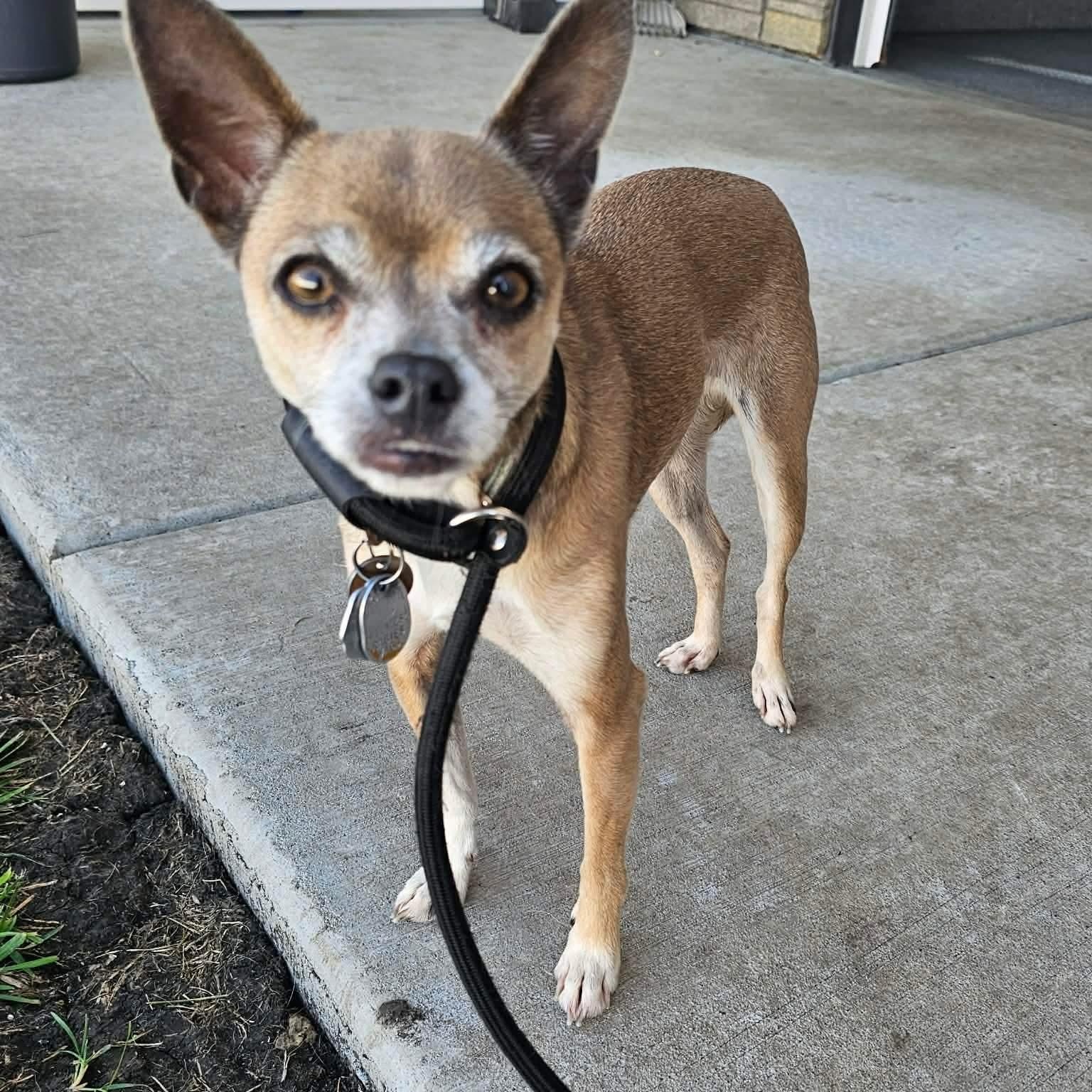 Lance & Bailey Bonded Pair, a ADOPTABLE Chihuahua in Minooka, IL image 5/6