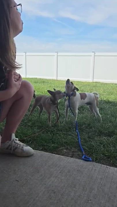 Enlarge Lance & Bailey Bonded Pair, a ADOPTABLE Chihuahua in Minooka, IL video 6/6