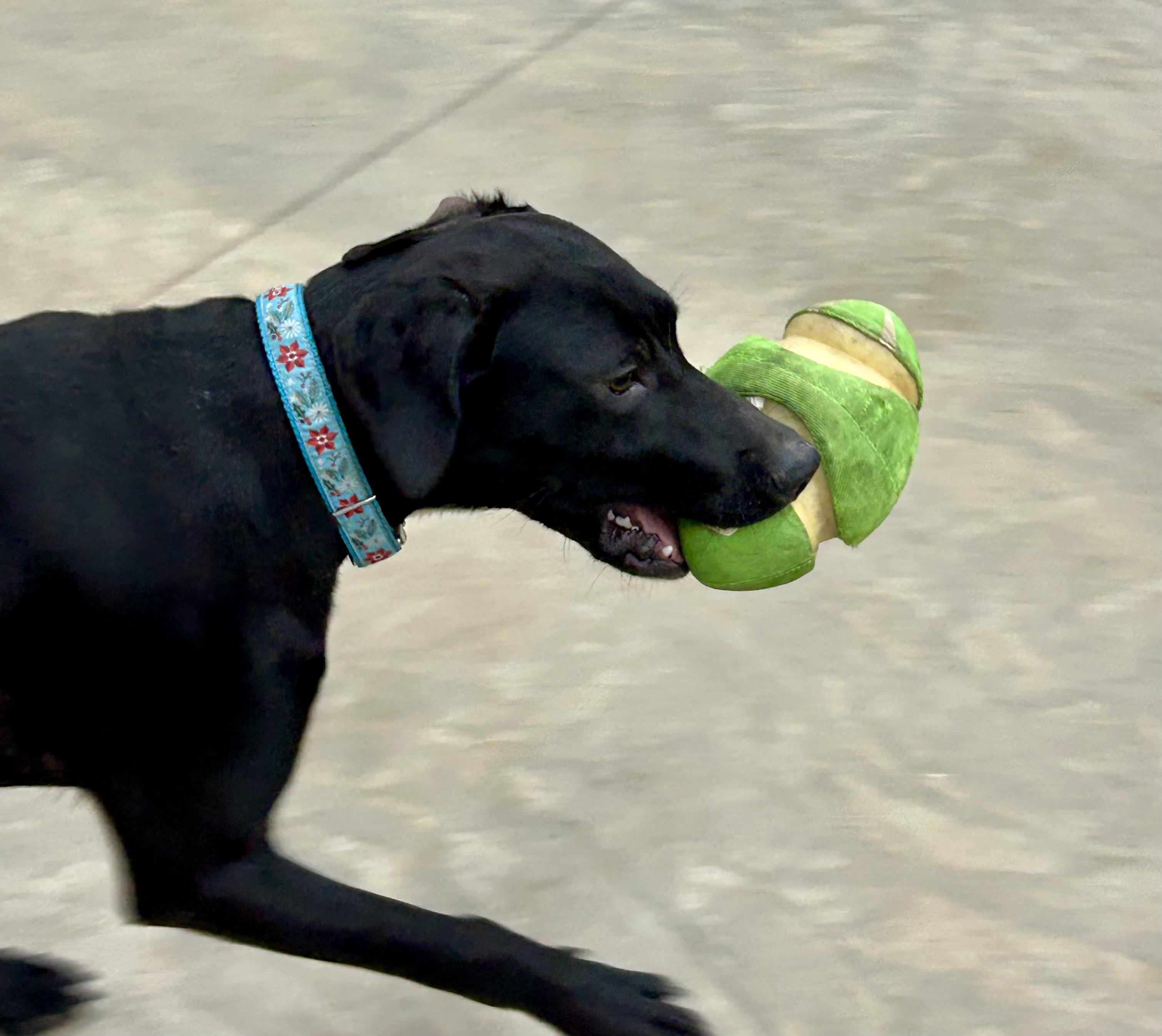 Mitzee, a Adoptable mixed breed image 1/4