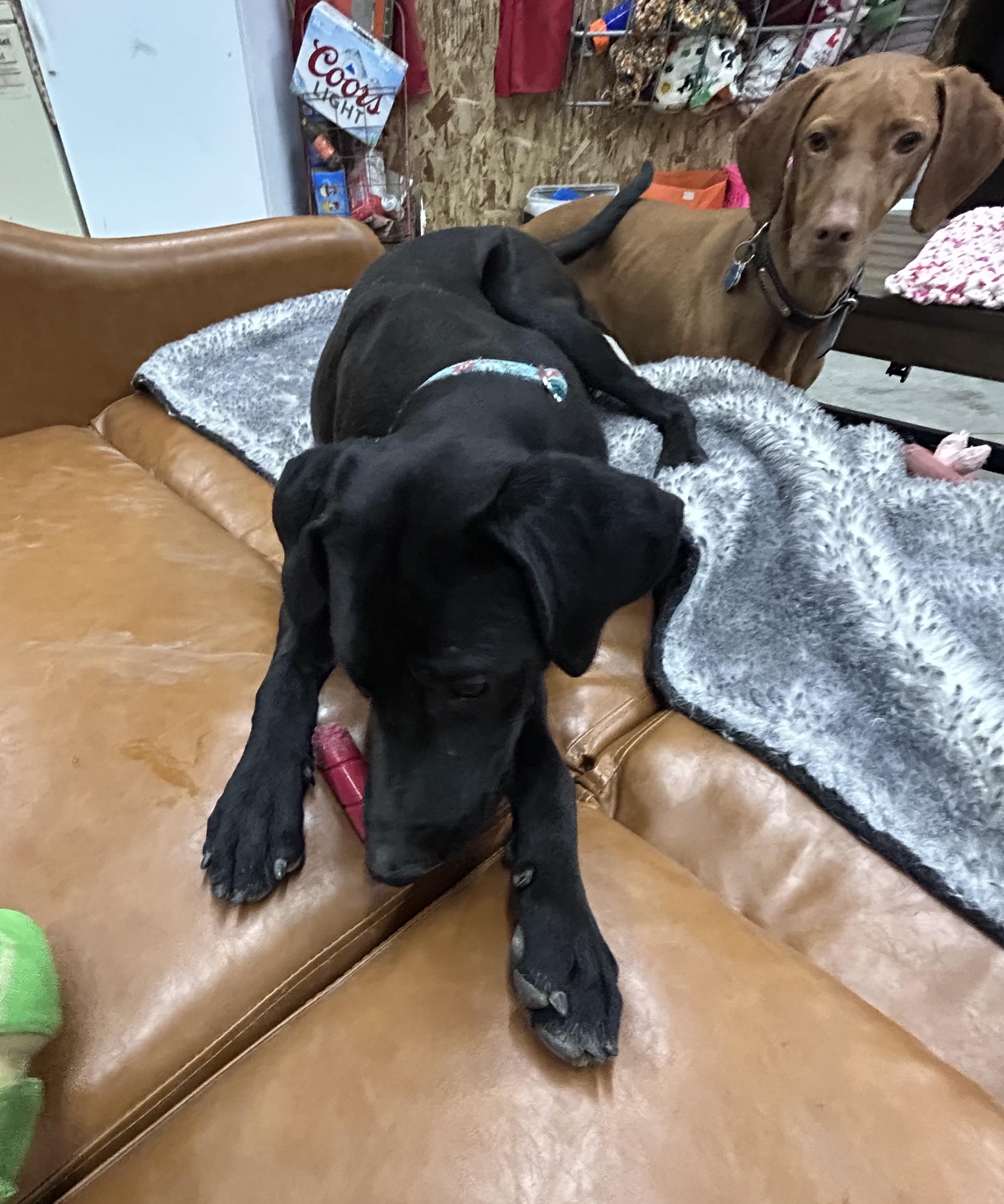 Mitzee, a Adoptable mixed breed image 2/4