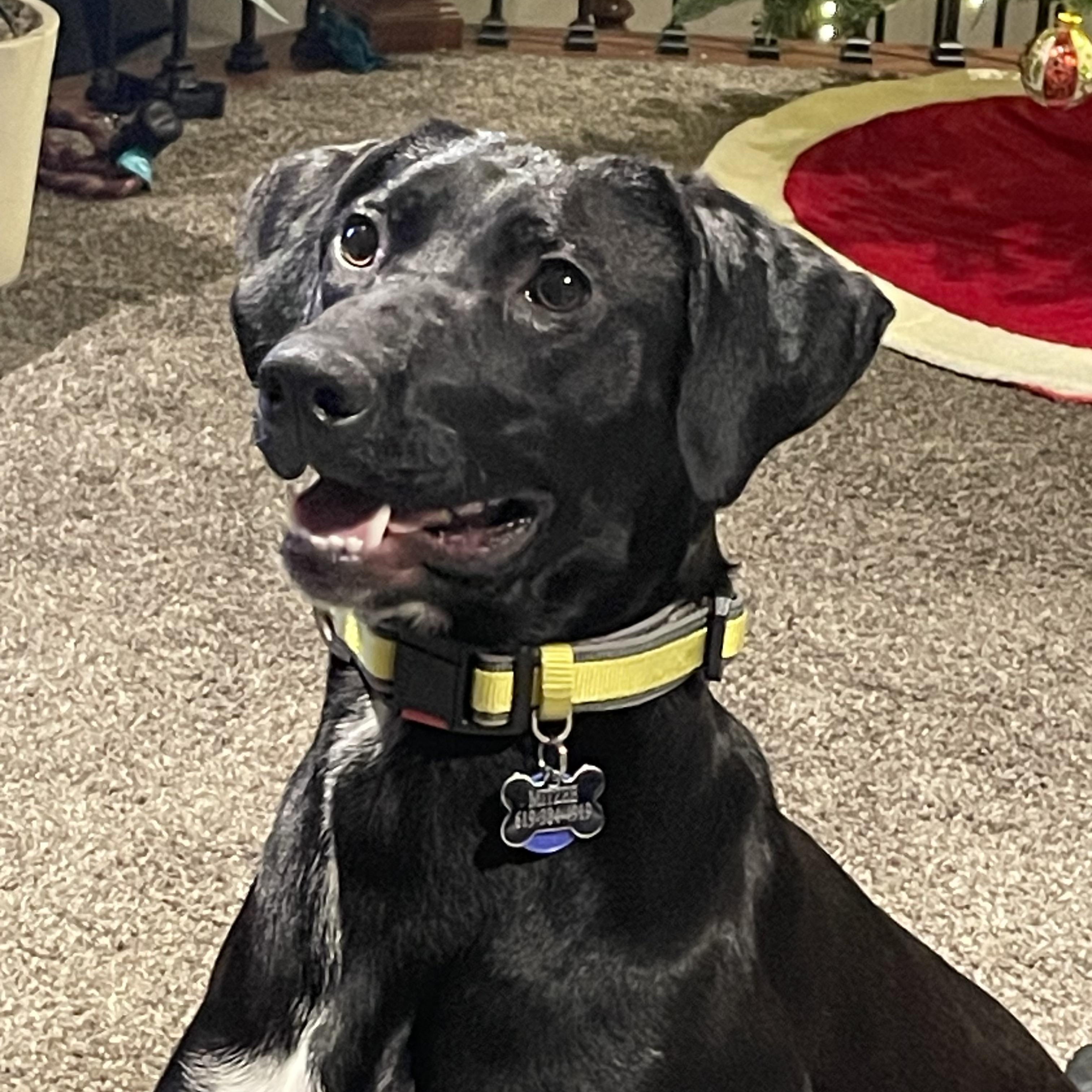 Enlarge Mitzee, an adoptable mixed breed in COEUR D ALENE, ID image 5/5