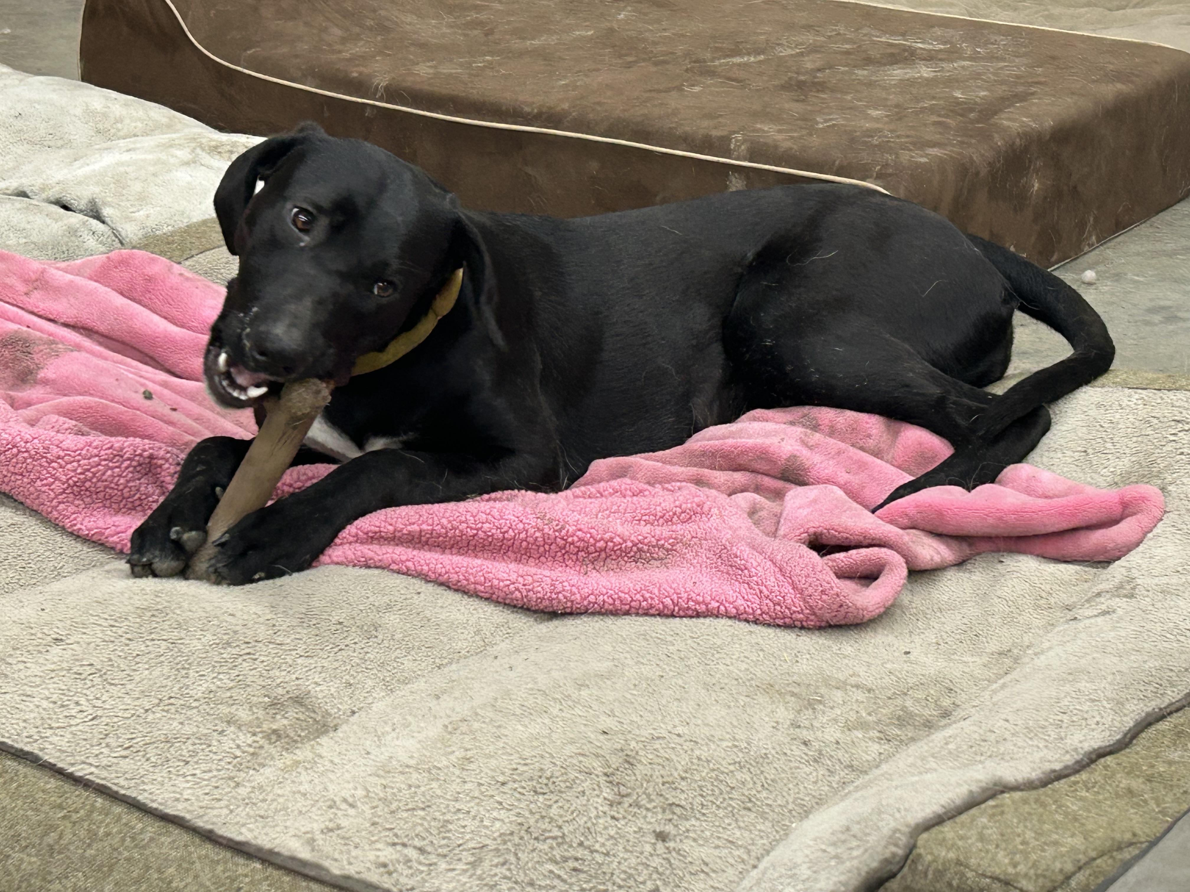 Mitzee, a Adoptable mixed breed image 3/4