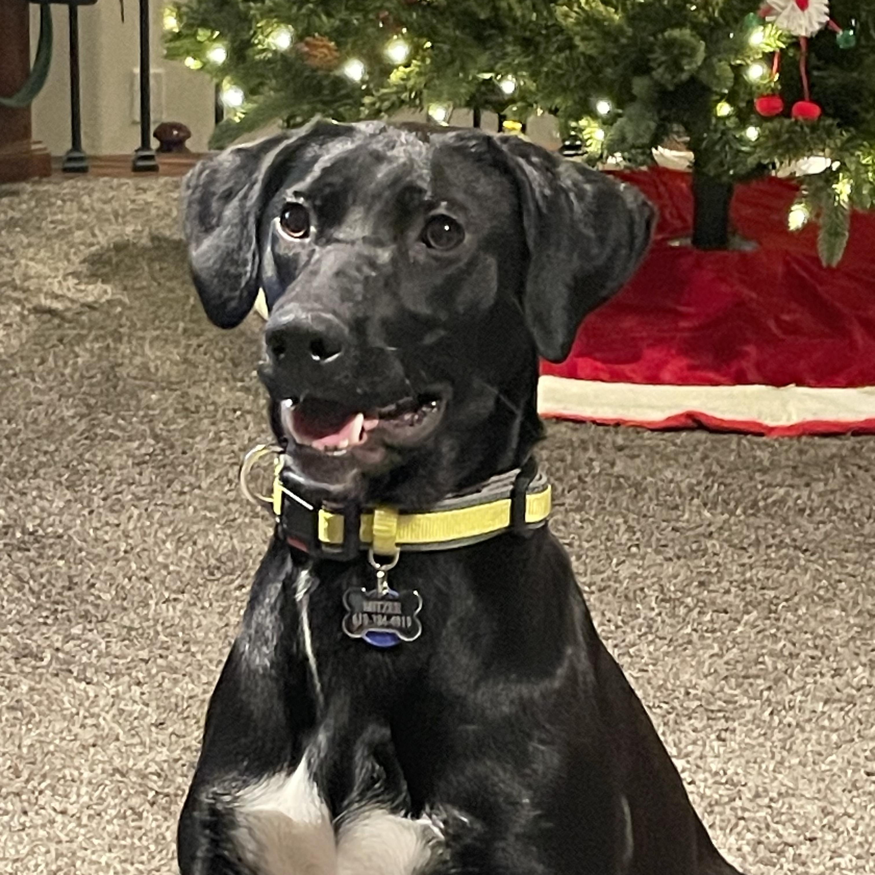 Enlarge Mitzee, an adoptable mixed breed in COEUR D ALENE, ID image 1/5