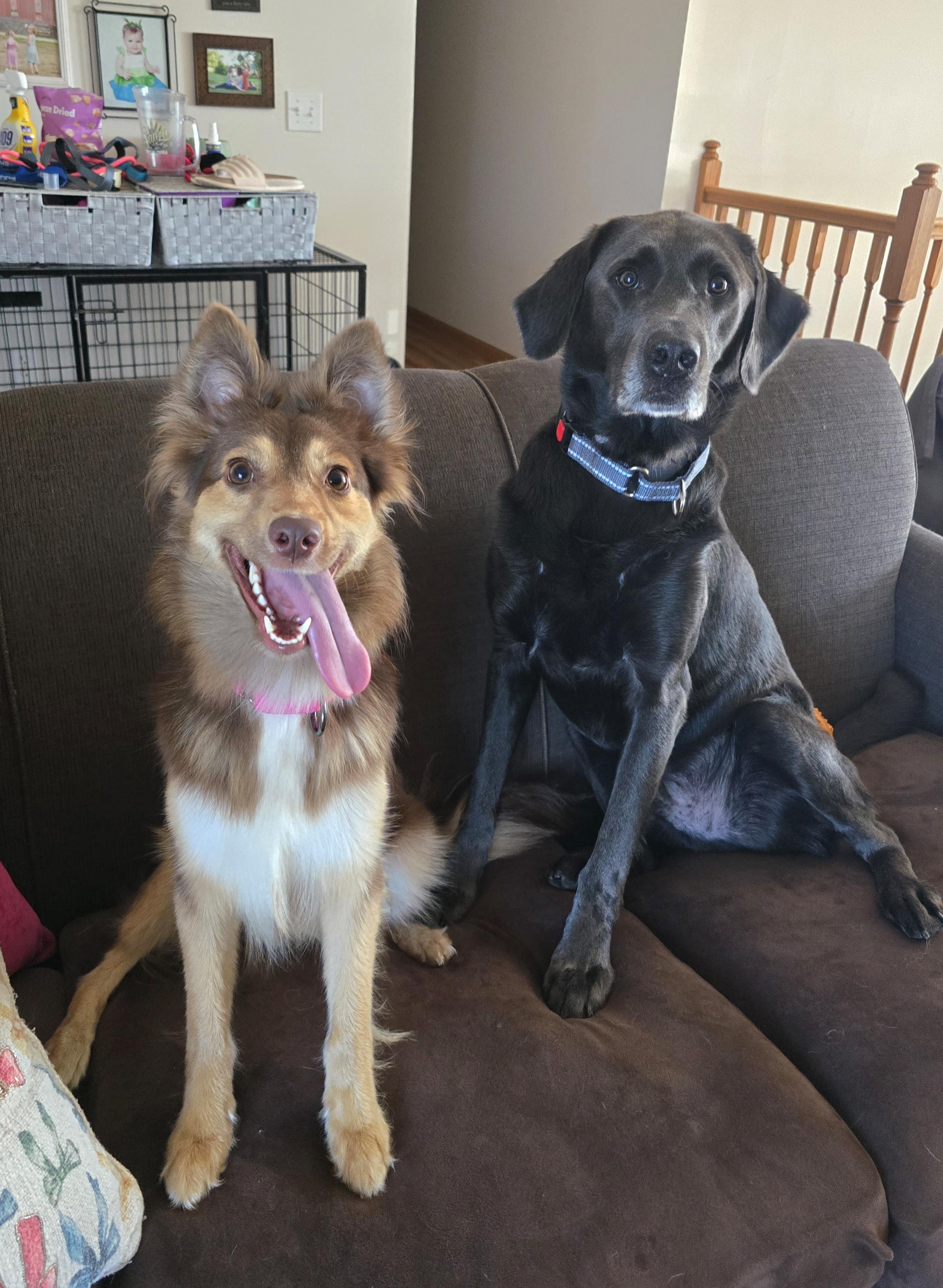 Bindi, a ADOPTABLE mixed breed in Cedar Rapids, IA image 2/6