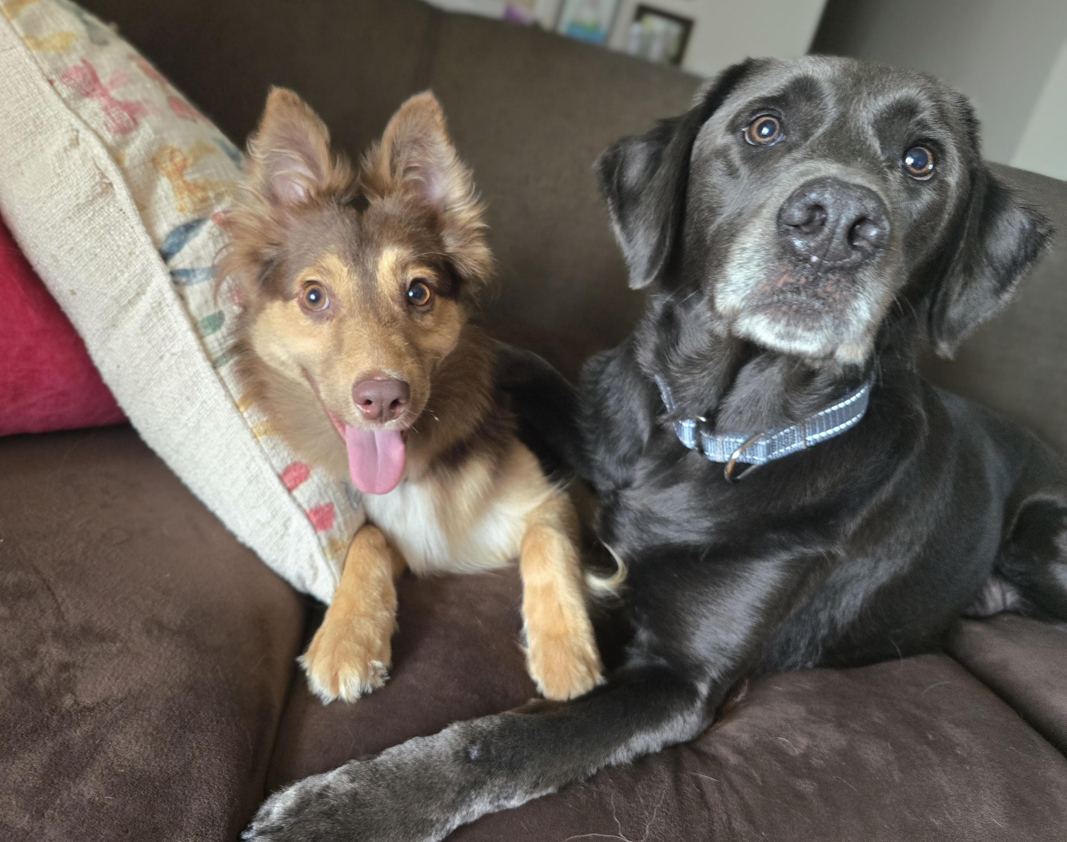 Bindi, a ADOPTABLE mixed breed in Cedar Rapids, IA image 6/6