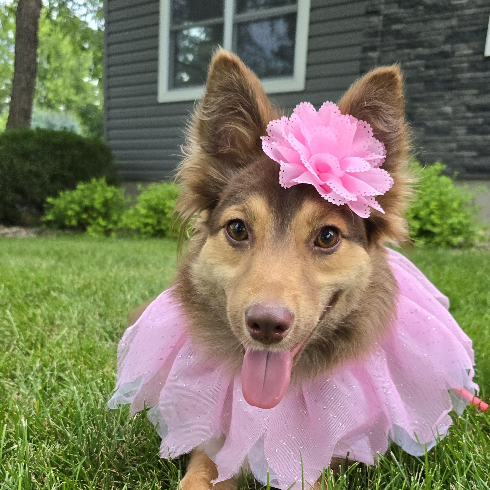 Bindi, ADOPTABLE, Young Female Australian Shepherd & Shetland Sheepdog / Sheltie.