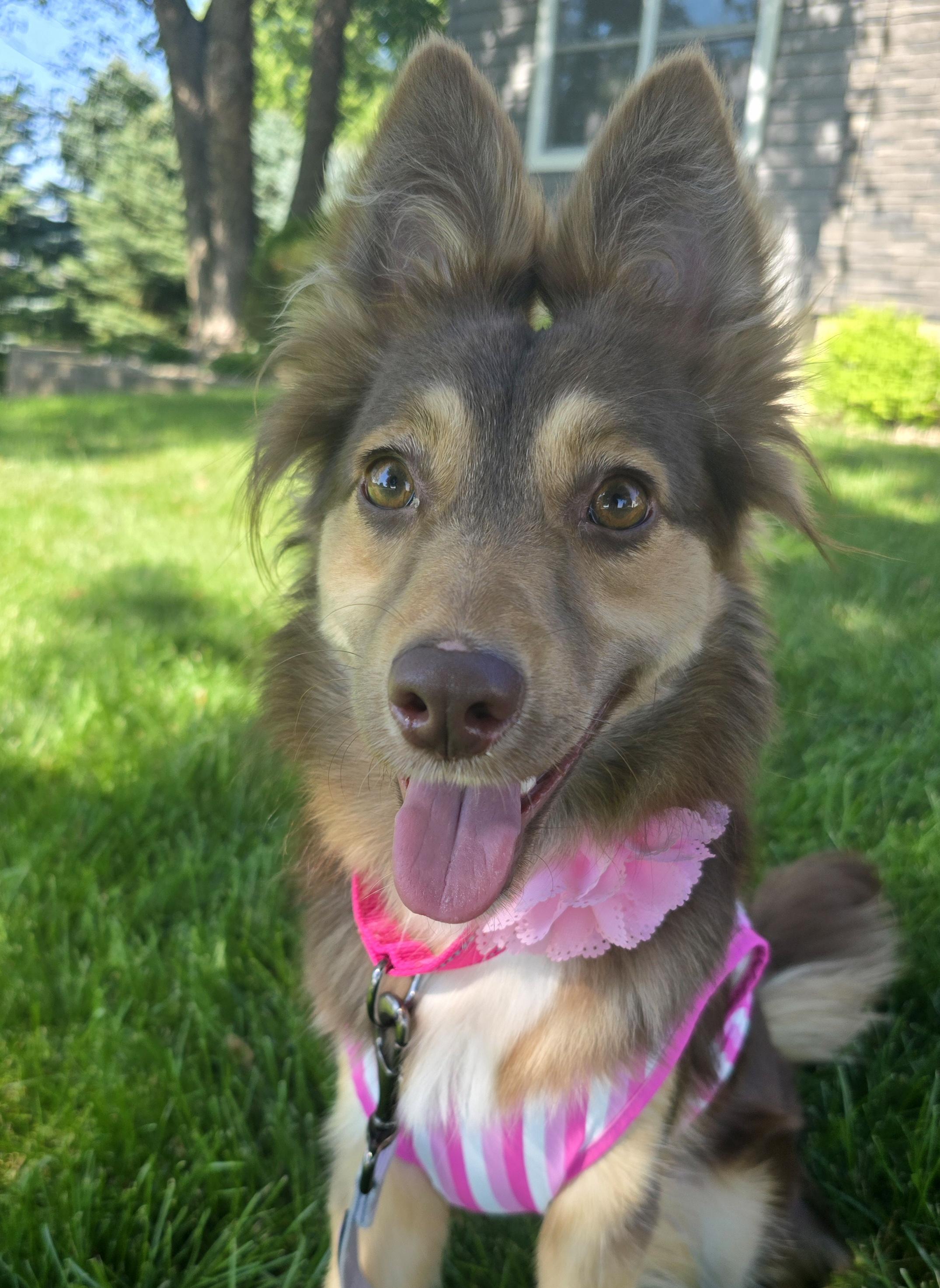 Bindi, a ADOPTABLE mixed breed in Cedar Rapids, IA image 4/6