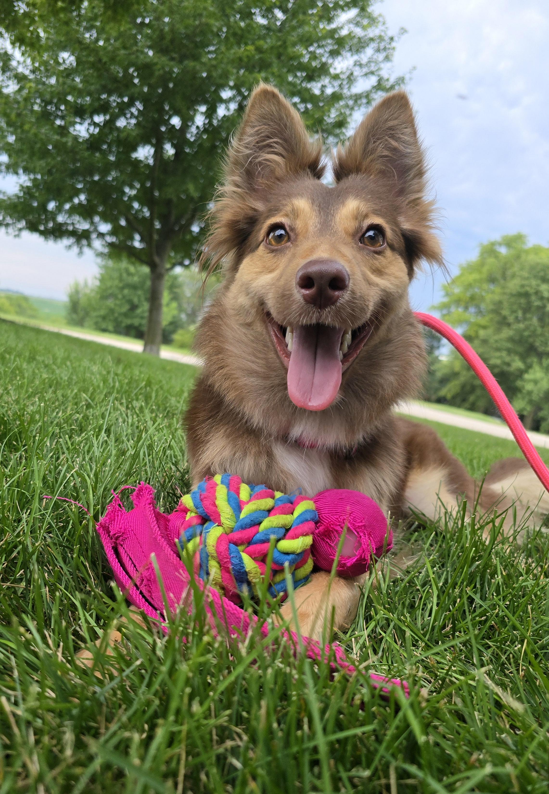 Bindi, a ADOPTABLE mixed breed in Cedar Rapids, IA image 3/6