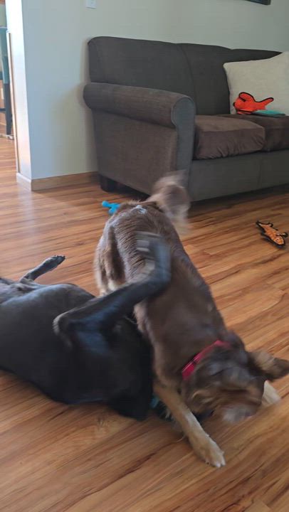 Enlarge Bindi, a ADOPTABLE mixed breed in Cedar Rapids, IA video 5/6