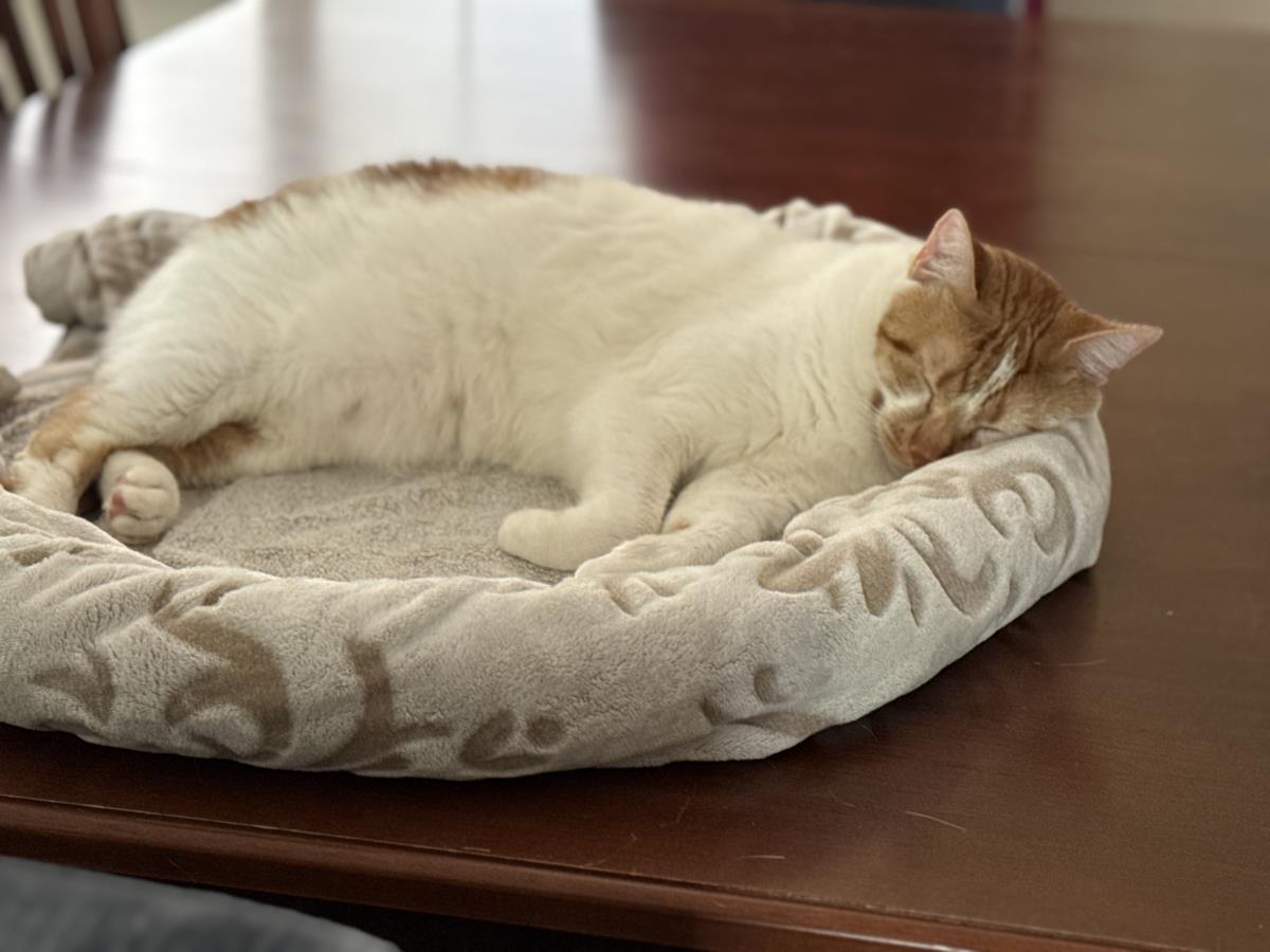 April (Aka Walnut), Adoptable, Adult Female Domestic Short Hair.