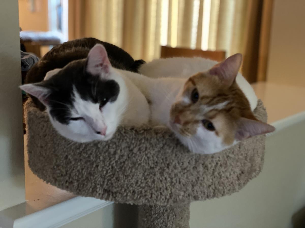 April (Aka Walnut), a Adoptable Domestic Short Hair in La Jolla, CA image 2/3