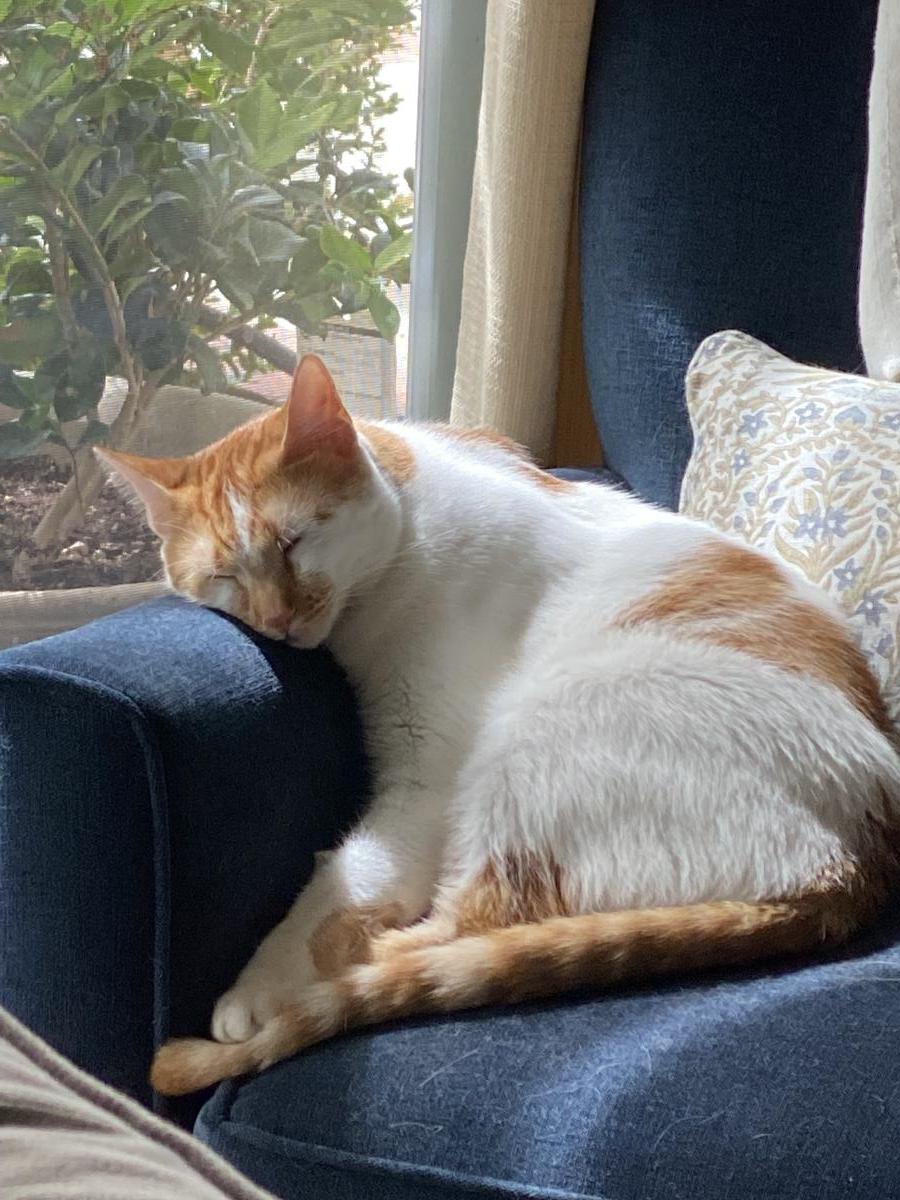 April (Aka Walnut), a Adoptable Domestic Short Hair in La Jolla, CA image 3/3