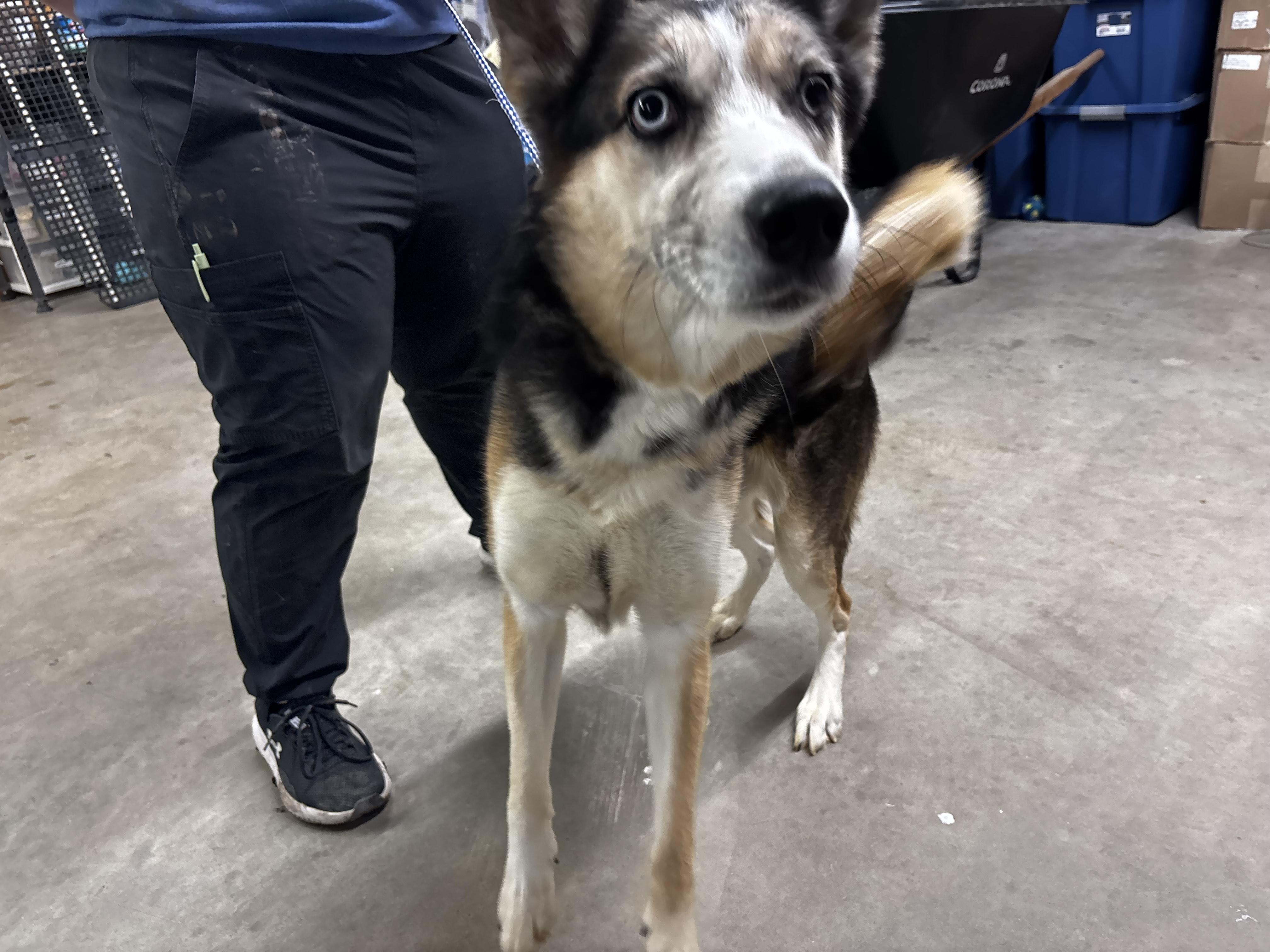 Enlarge Ghost , a ADOPTABLE mixed breed in Fort Madison, IA image 2/5