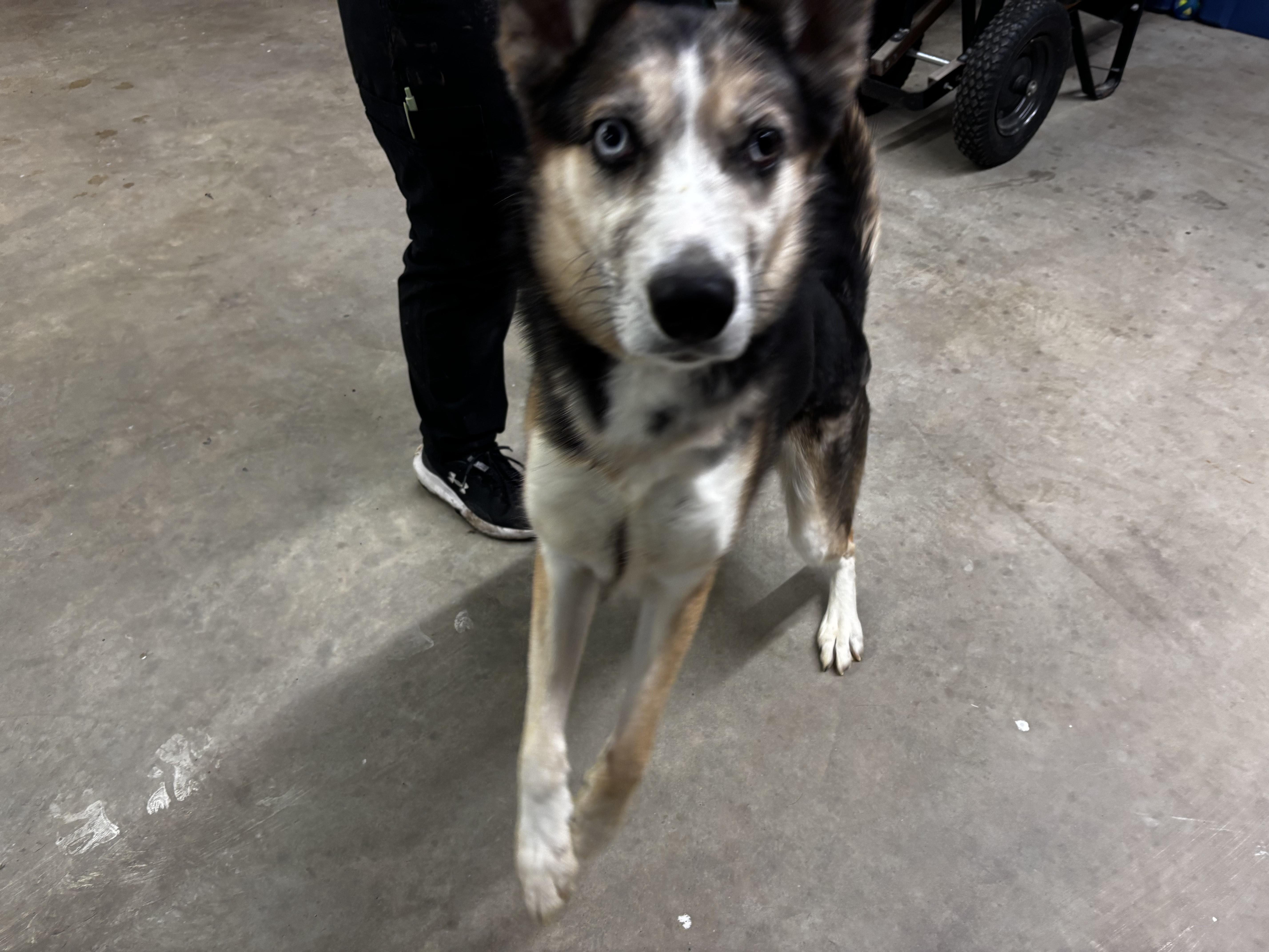 Enlarge Ghost , a ADOPTABLE mixed breed in Fort Madison, IA image 1/5