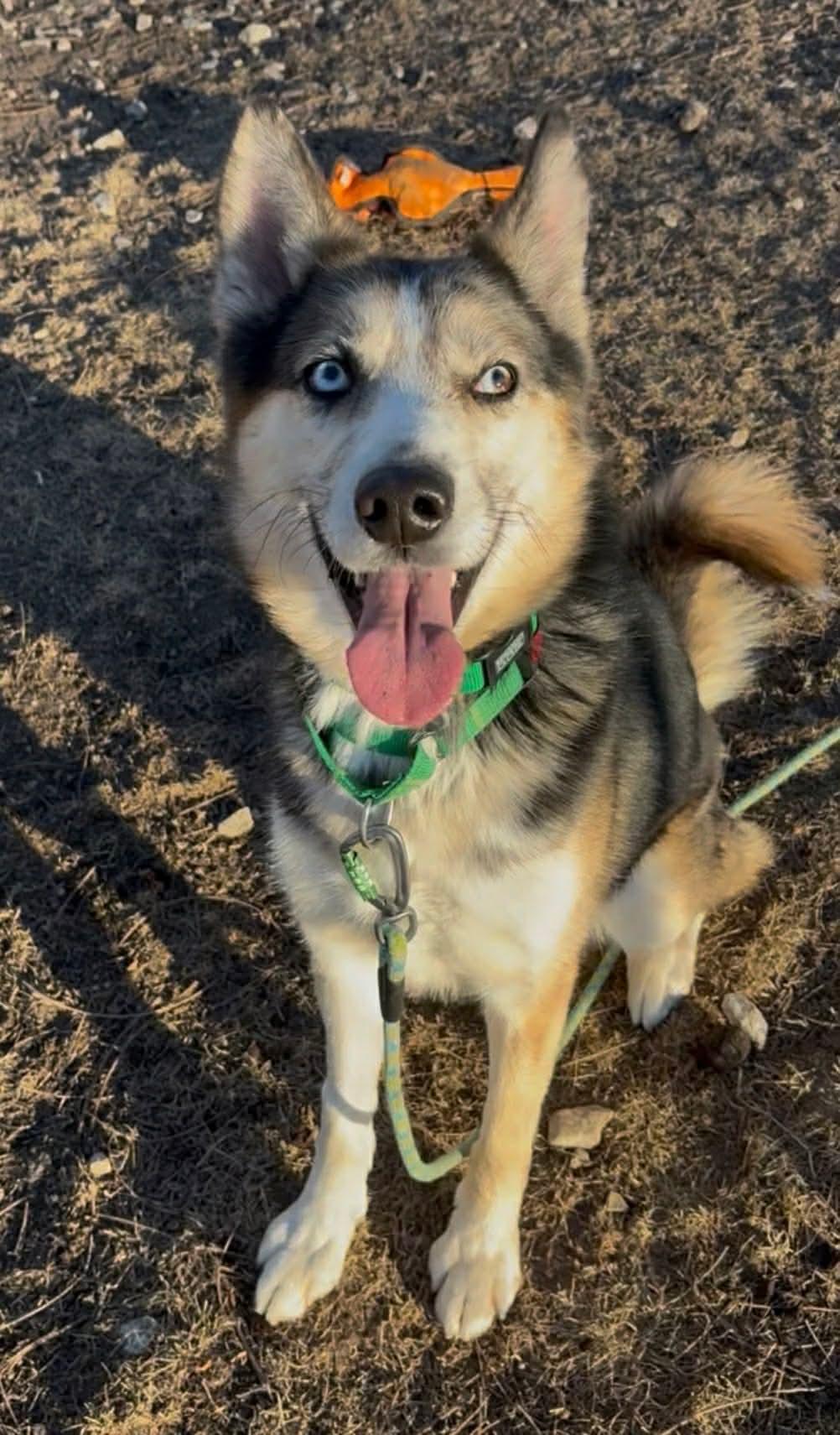 Enlarge Ghost , an adoptable mixed breed in Fort Madison, IA image 4/6