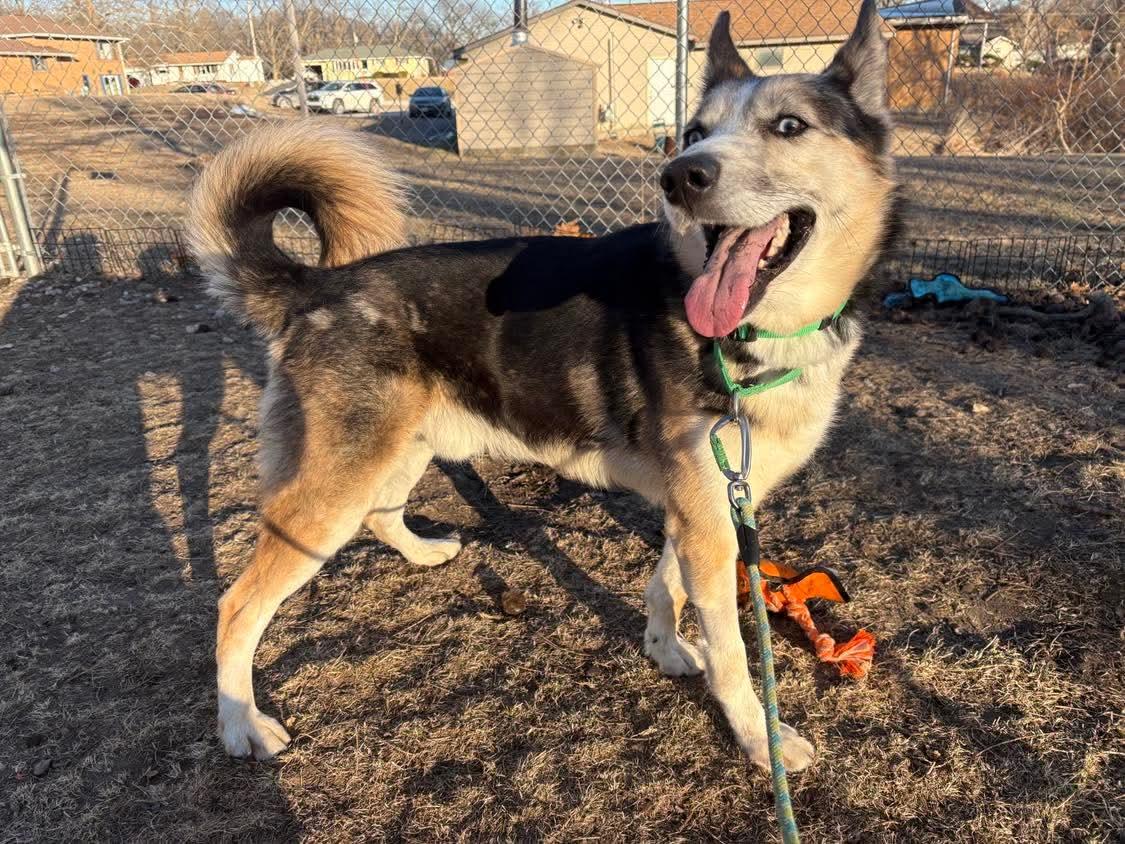 Enlarge Ghost , an adoptable mixed breed in Fort Madison, IA image 5/6
