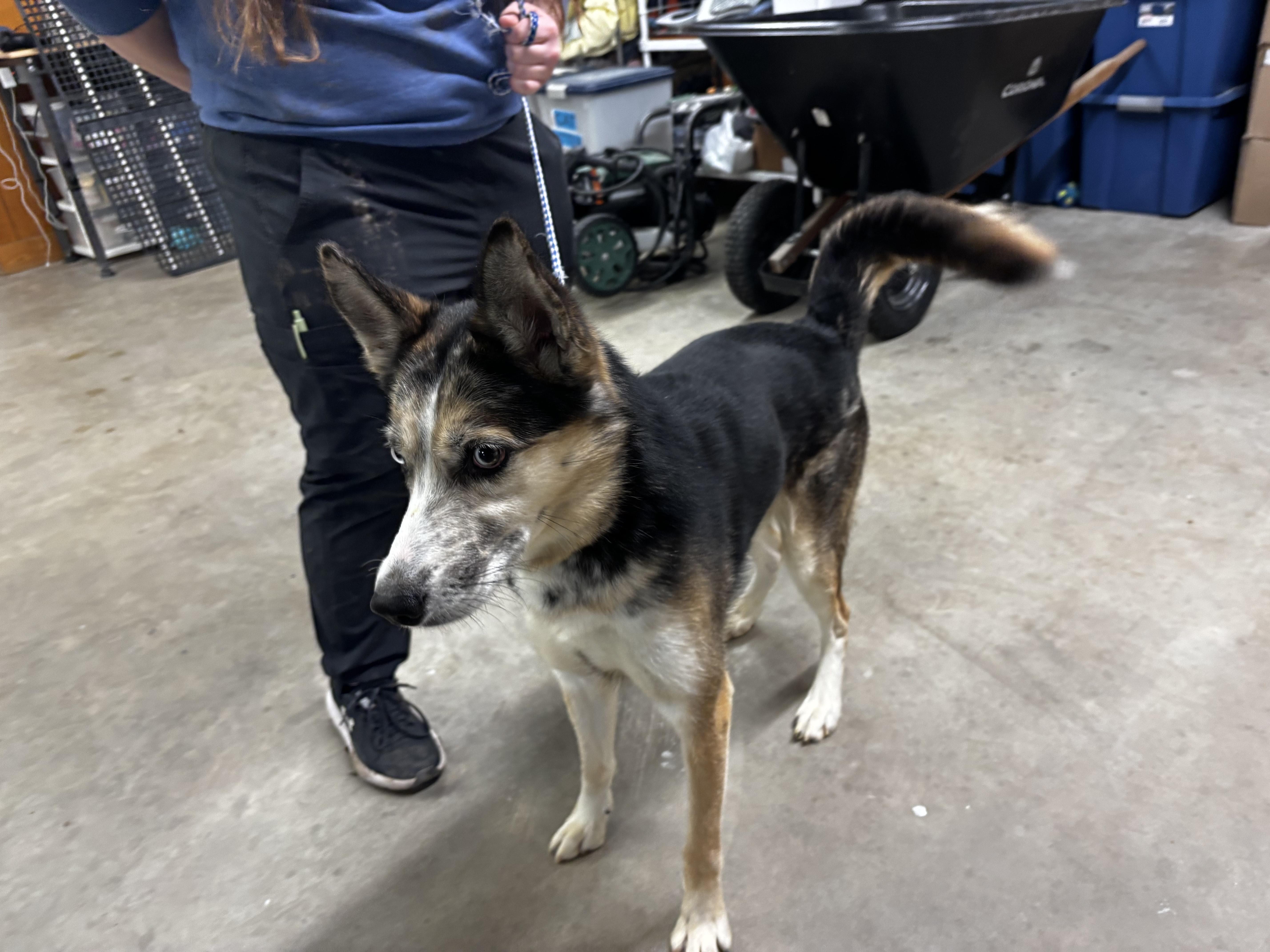 Enlarge Ghost , a ADOPTABLE mixed breed in Fort Madison, IA image 3/5