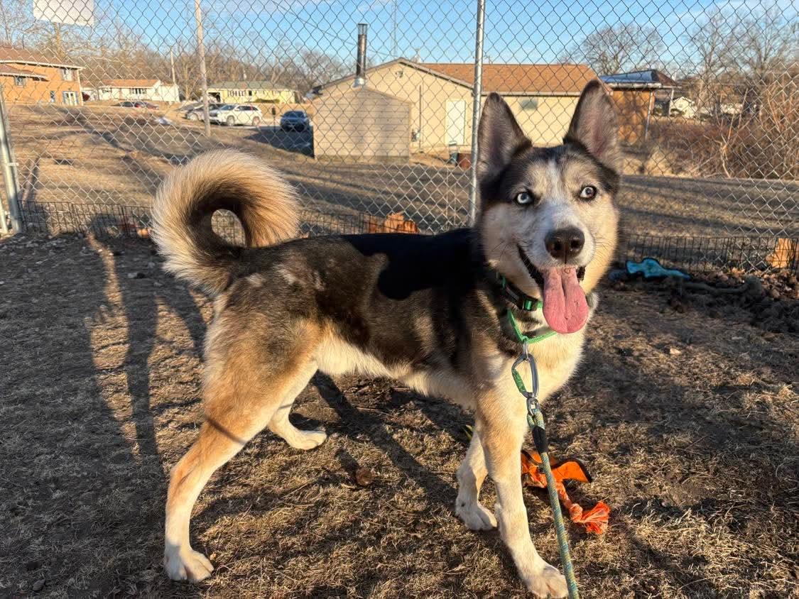 Enlarge Ghost , an adoptable mixed breed in Fort Madison, IA image 6/6