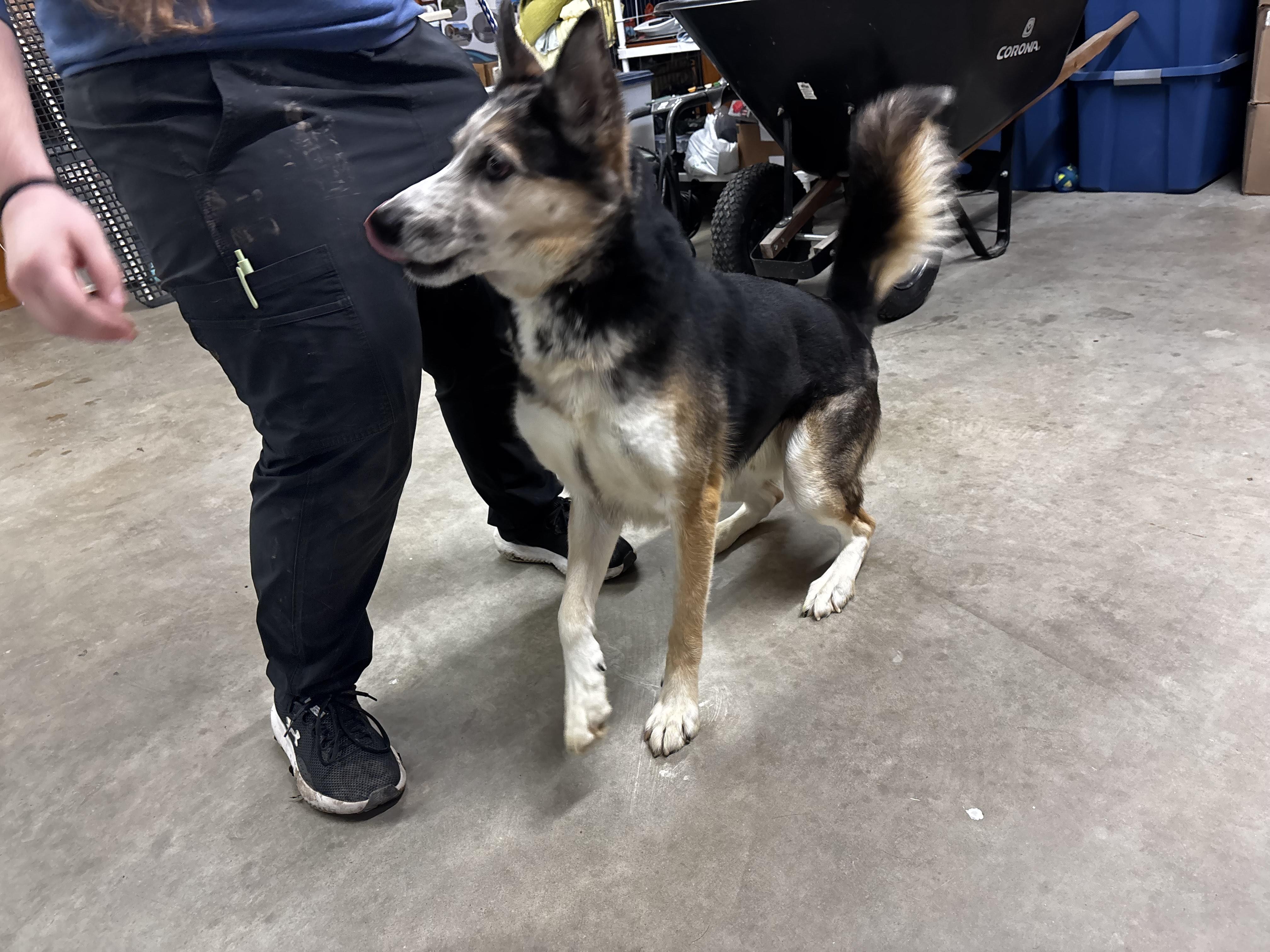 Enlarge Ghost , a ADOPTABLE mixed breed in Fort Madison, IA image 4/5
