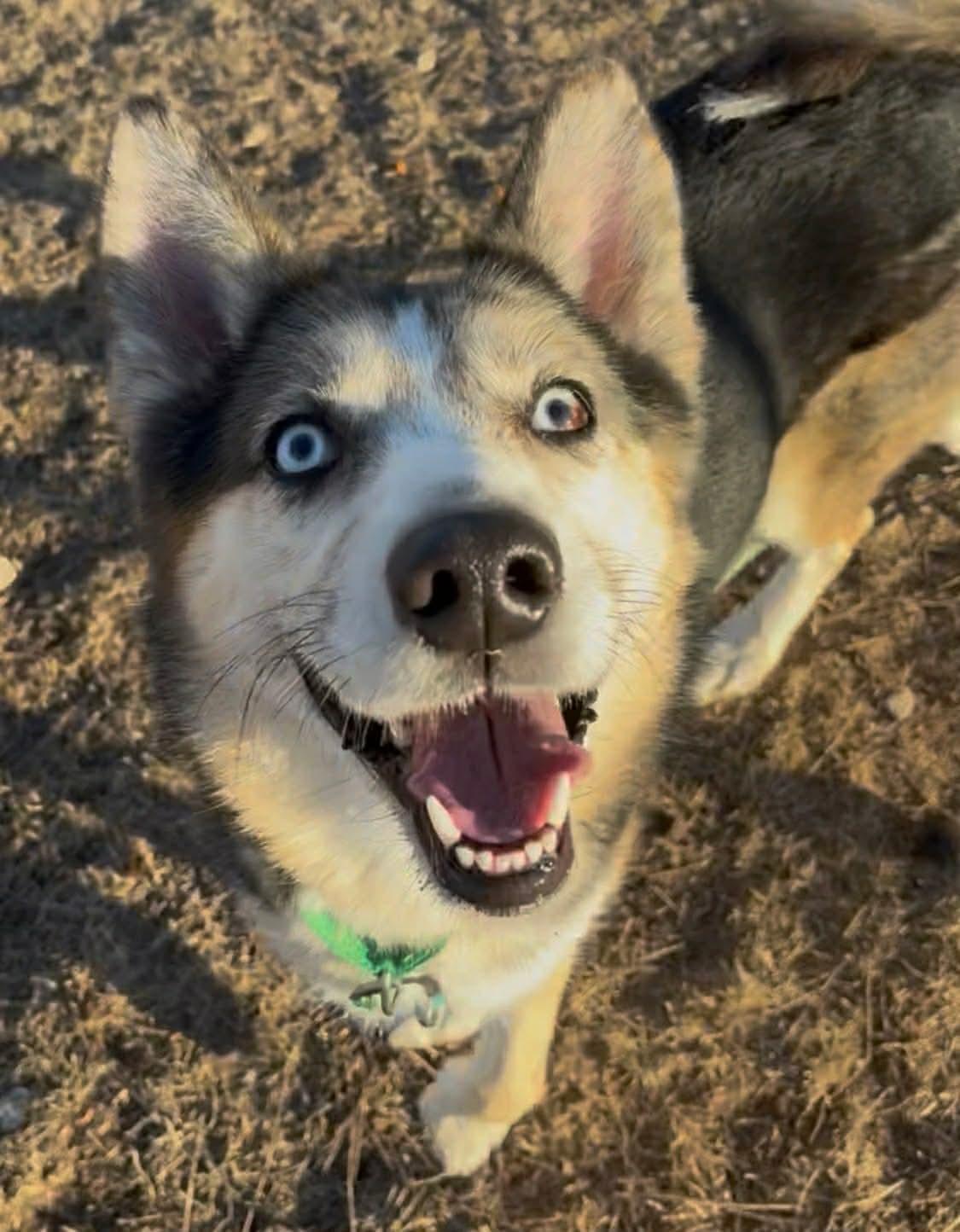 Enlarge Ghost , an adoptable mixed breed in Fort Madison, IA image 1/6