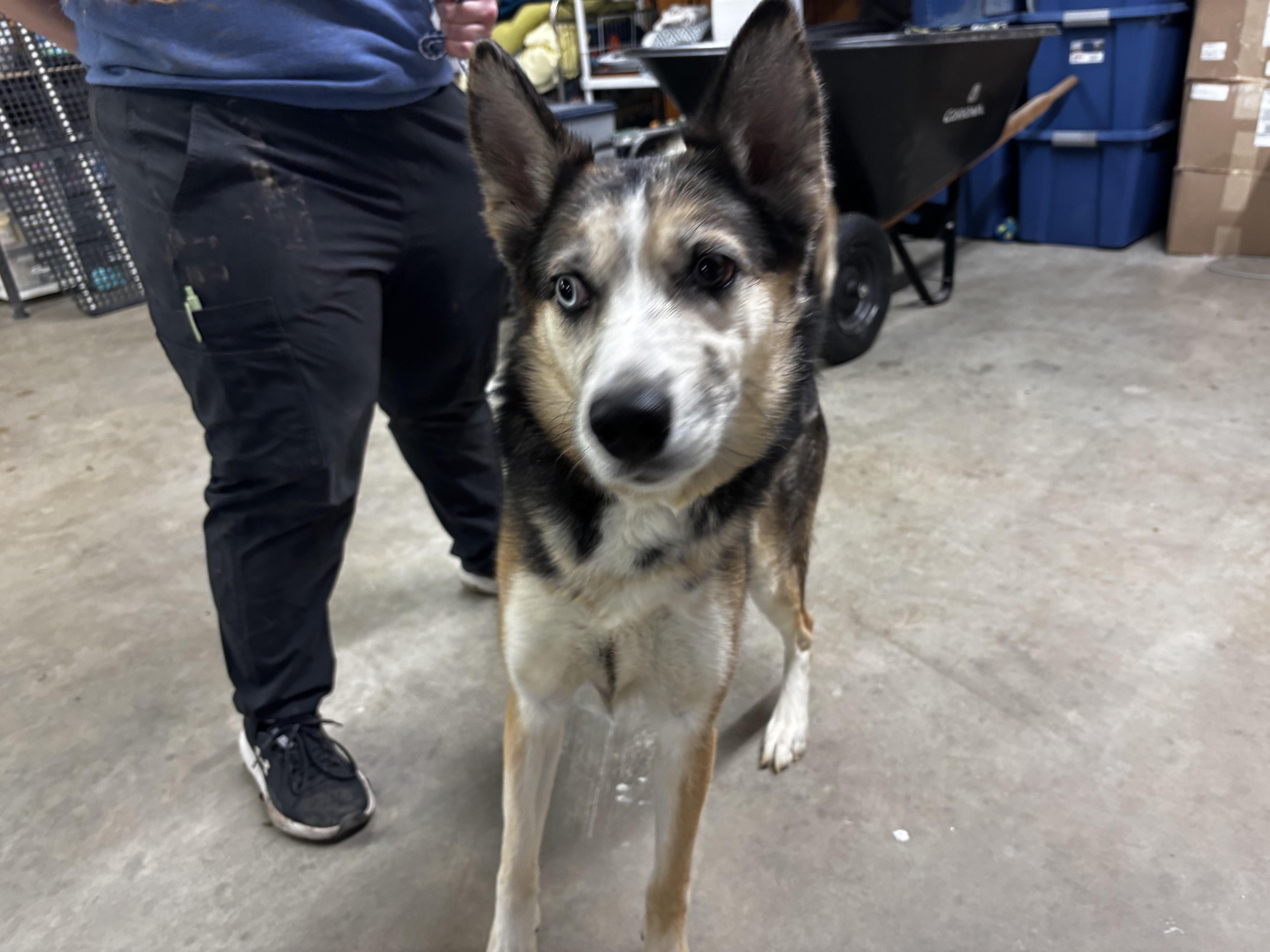 Enlarge Ghost , a ADOPTABLE mixed breed in Fort Madison, IA image 5/5