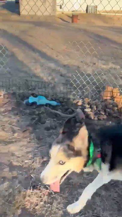 Enlarge Ghost , an adoptable mixed breed in Fort Madison, IA video 3/6