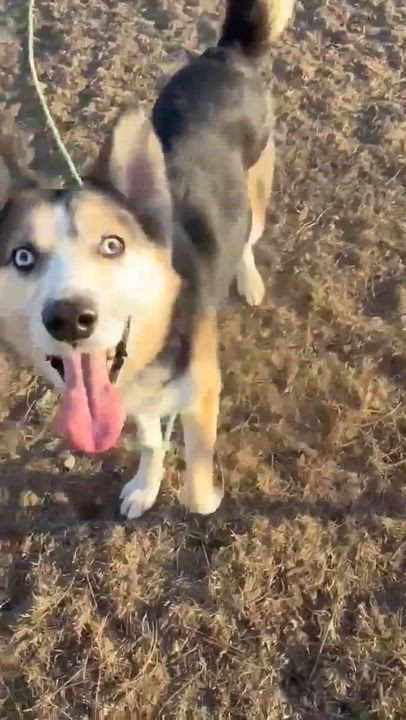 Enlarge Ghost , an adoptable mixed breed in Fort Madison, IA video 2/6