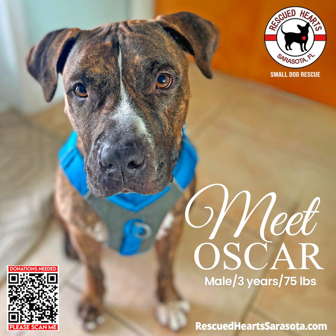 Enlarge Oscar, a ADOPTABLE mixed breed in Sarasota, FL image 4/4