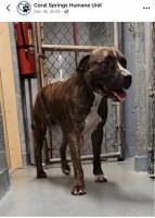 Enlarge Oscar, a ADOPTABLE mixed breed in Sarasota, FL image 2/4