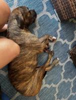 Enlarge Oscar, a ADOPTABLE mixed breed in Sarasota, FL image 1/4