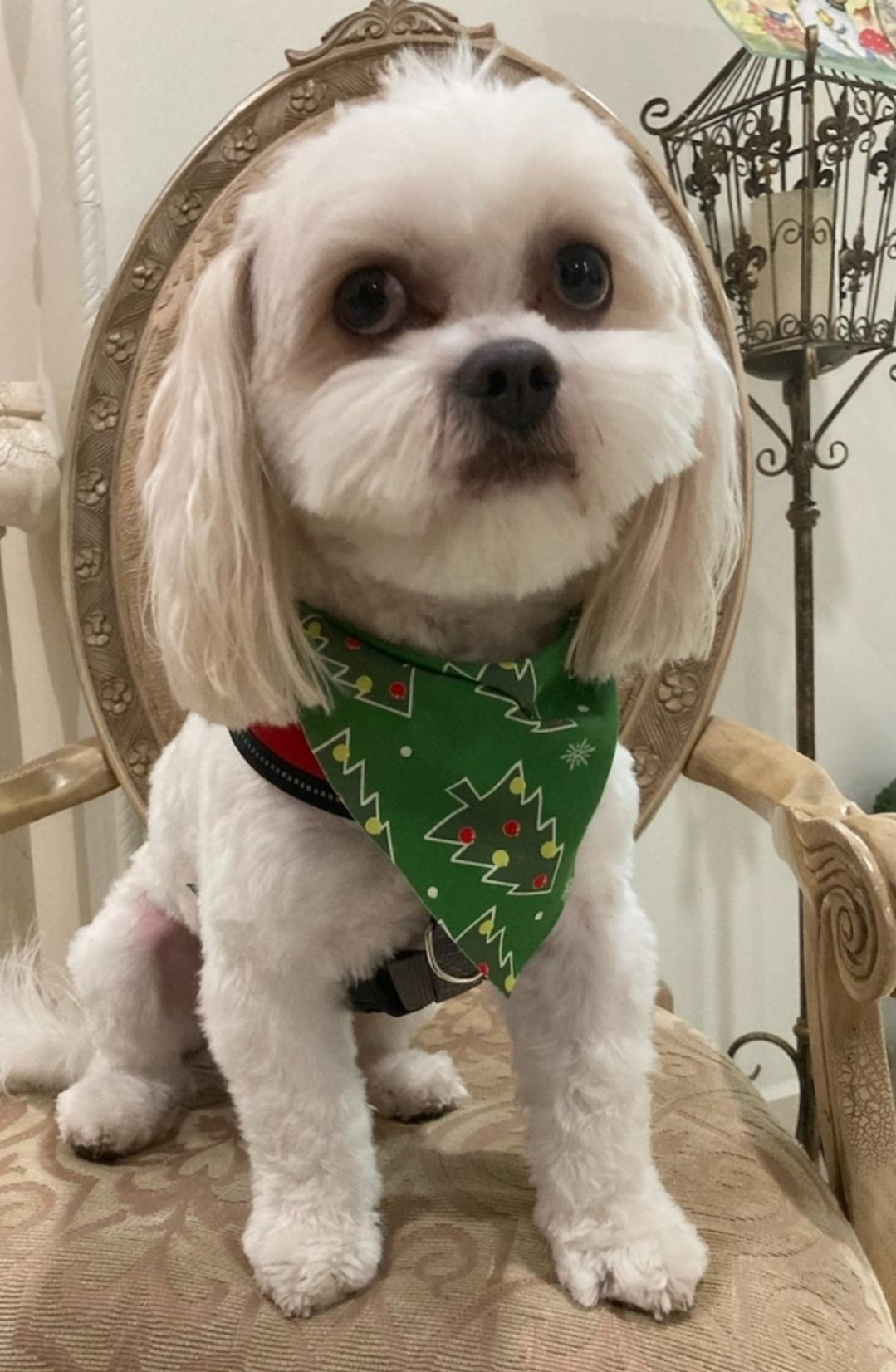 Enlarge THEO, a Adopted Maltipoo in Pembroke Pines, FL image 1/6