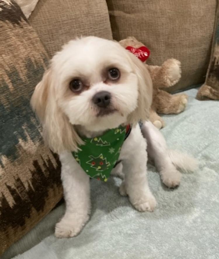 Enlarge THEO, a Adopted Maltipoo in Pembroke Pines, FL image 2/6